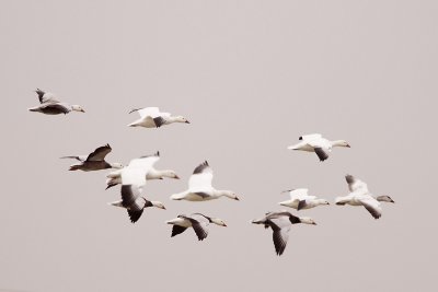 SNOW GEESE & ROSS'S GOOSE