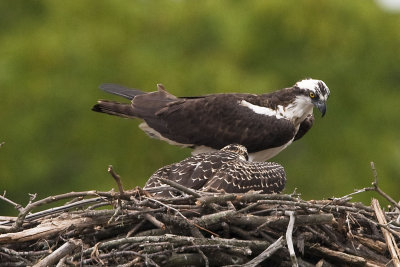 IMMATURE OSPREY SPREADS WINGS..ADULT LOOKS ON