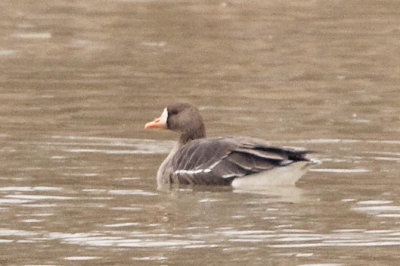 GREATER WHITE-FRONTED GOOSE