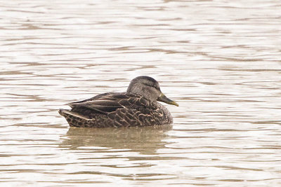 AMERICAN BLACK DUCK