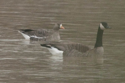GREATER WHITE-FRONTED & CANADA GOOSE