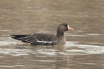 GREATER WHITE-FRONTED GOOSE