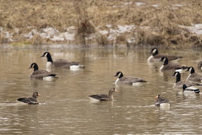 GREATER WHITE-FRONTED GEESE