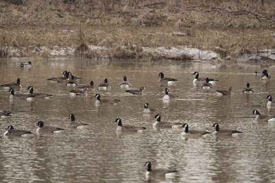 3 GREATER WHITE-FRONTED GEESE & CANADA GEESE