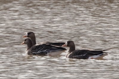 GREATER WHITE-FRONTED GEESE