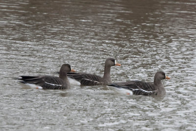 GREATER WHITE-FRONTED GEESE