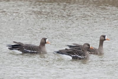 GREATER WHITE-FRONTED GEESE