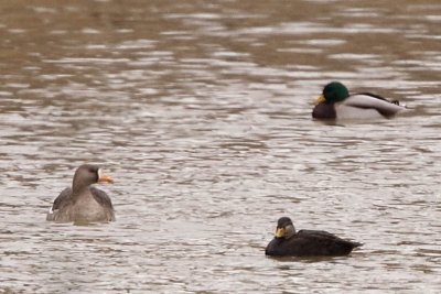 GREATER WHITE-FRONTED GOOSE, BLACK DUCK, & MALLARD