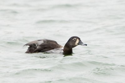 RING-NECKED DUCK  - female