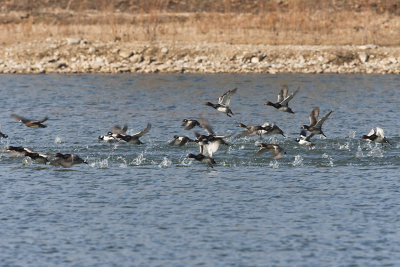 REDHEADS & BUFFLEHEADS TAKE FLIGHT