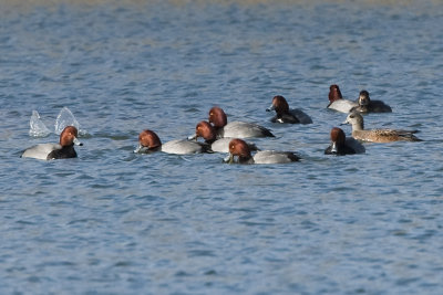 REDHEADS & WIGEON