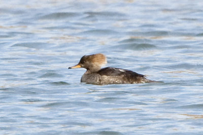 HOODED MERGANSER