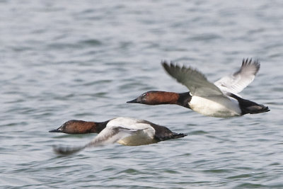 CANVASBACKS