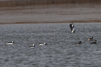 BUFFLEHEAD