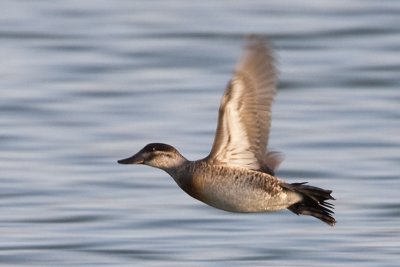 RUDDY DUCK