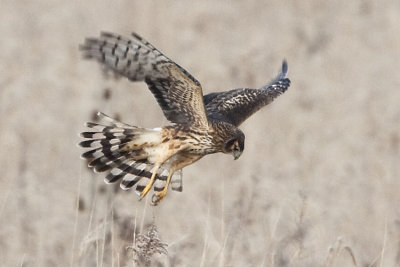 NORTHERN HARRIER