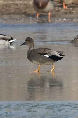 GADWALL