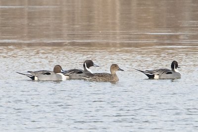 NORTHERN PINTAILS