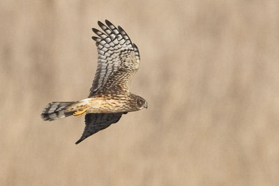 NORTHERN HARRIER