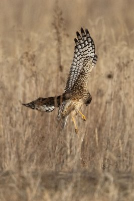 NORTHERN HARRIER