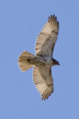 RED-TAILED HAWK