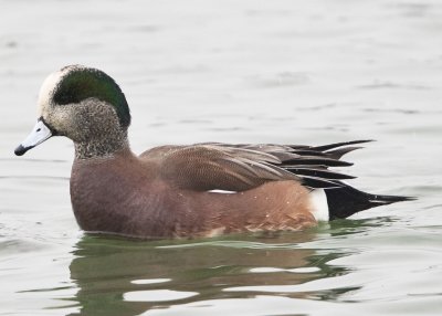 AMERICAN WIGEON