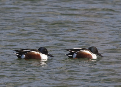 NORTHERN SHOVELER