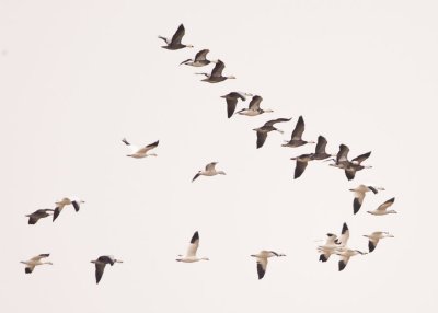 SNOW GEESE with TWO (2) ROSS'S GEESE