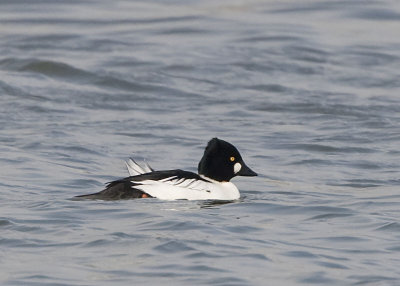 COMMON GOLDENEYE