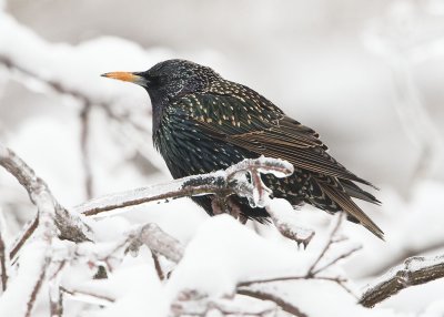 EUROPEAN STARLING