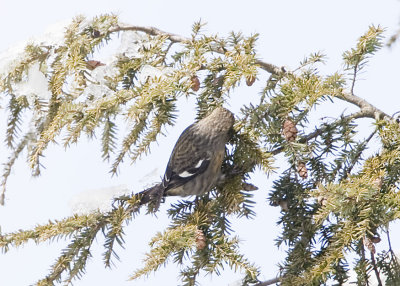 WHITE-WINGED CROSSBILL