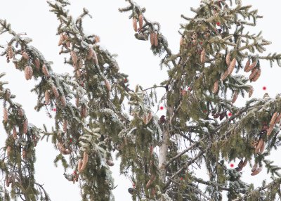 WHITE-WINGED CROSSBILLS - 18, best view in Original size