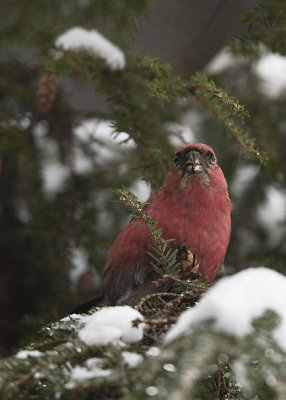 WHITE-WINGED CROSSBILL