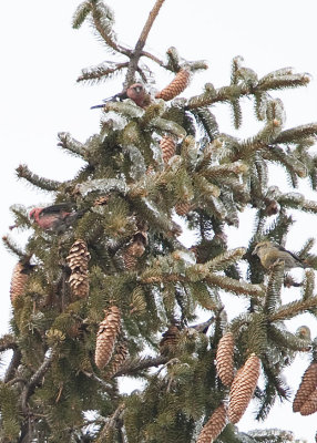 WHITE-WINGED CROSSBILL