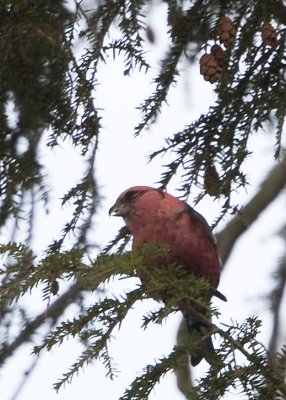 WHITE-WINGED CROSSBILL