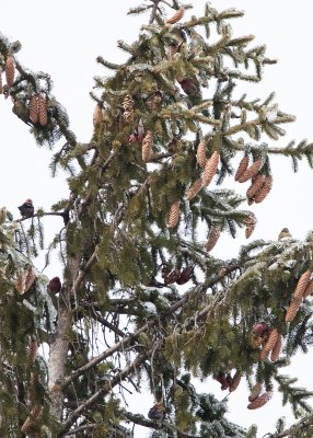 WHITE-WINGED CROSSBILL