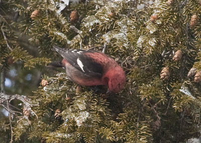 WHITE-WINGED CROSSBILL