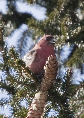 WHITE-WINGED CROSSBILL