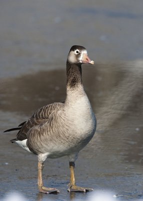 DOMESTIC GOOSE