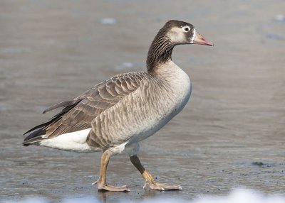 DOMESTIC GOOSE