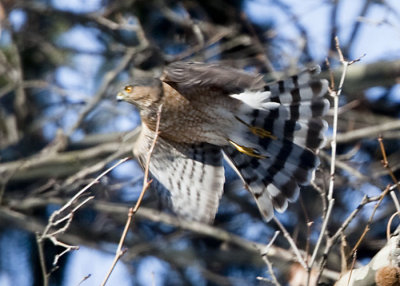 SHARP-SHINNED HAWK