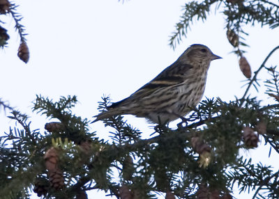 PINE SISKIN