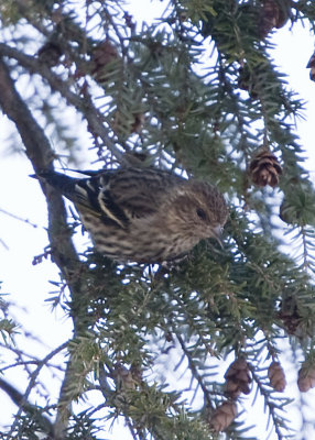 PINE SISKIN