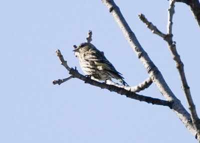 PINE SISKIN