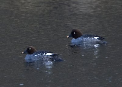 COMMON GOLDENEYES