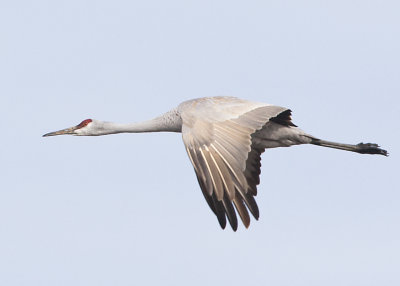 SANDHILL CRANE