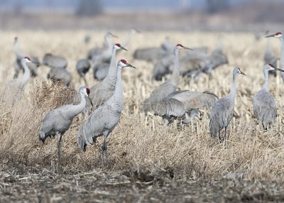 SANDHILL CRANES