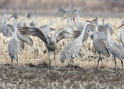 SANDHILL CRANES