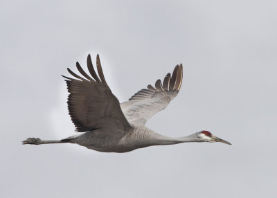 SANDHILL CRANE