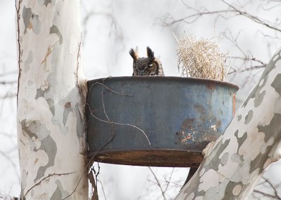 GREAT HORNED OWL - EARLY DAYS ON THE NEST